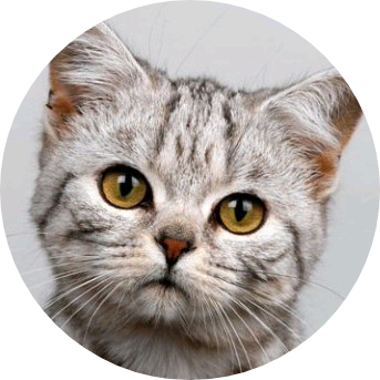 깜냥이 image