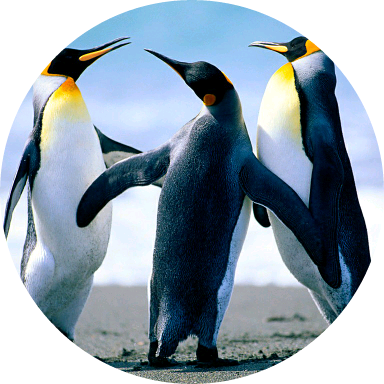 멍청한 반아이들 image