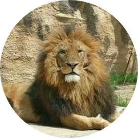 사자 image