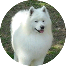 치코 image