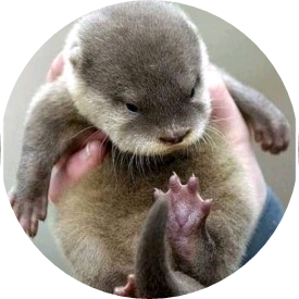 수달(대휘) image