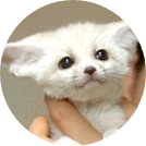 사막여우(황민현) image