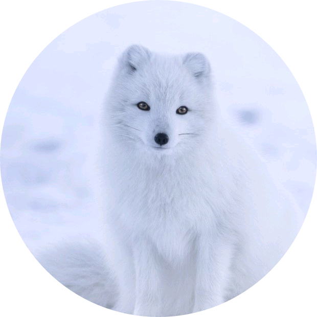 북극여우(박지민) image