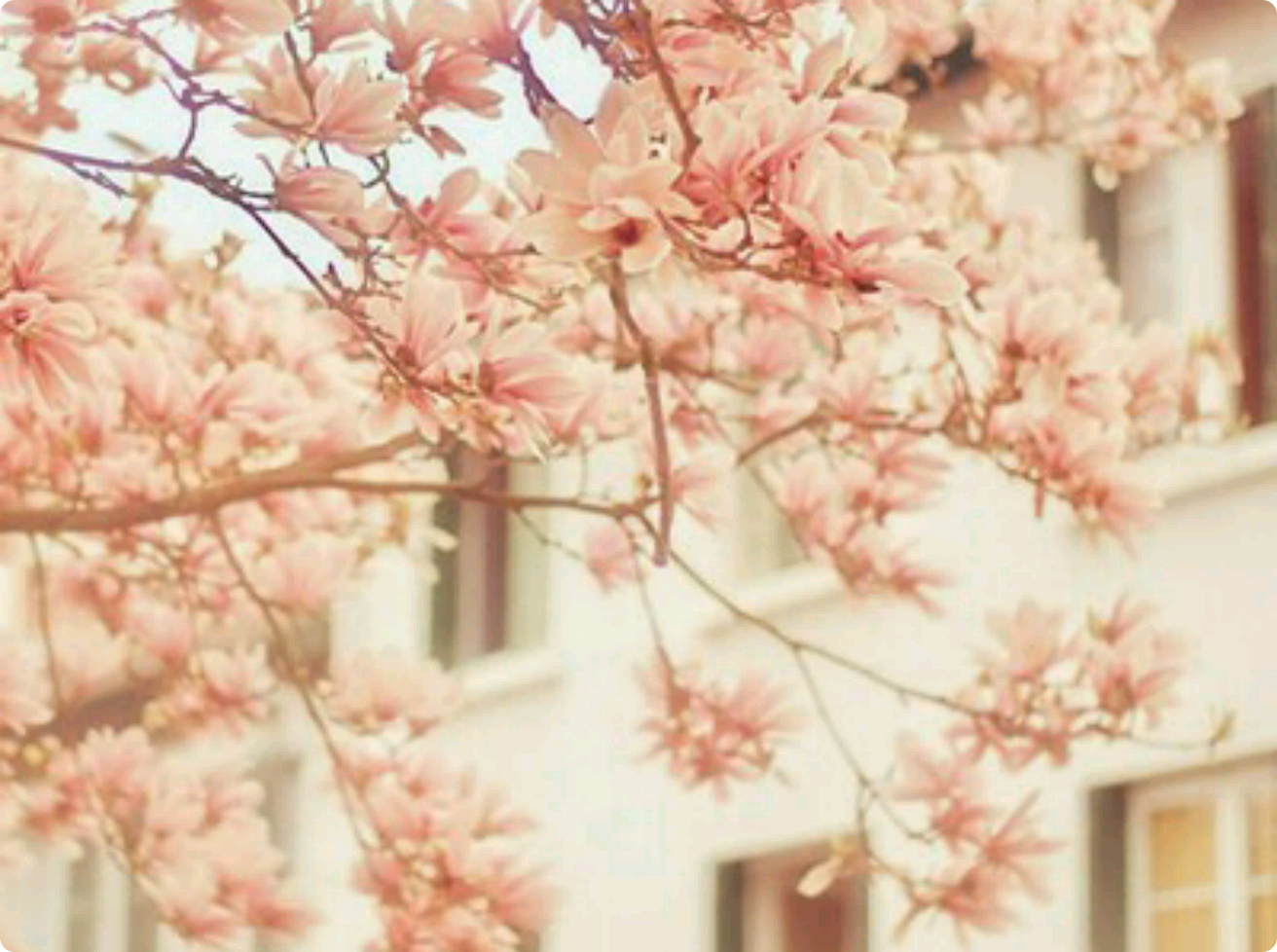 Sincerità indicibile thumbnail