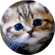 슈가 (고양이) image