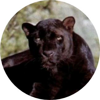 정호석(흑표범) image