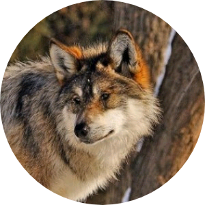 박지민 (늑대) image