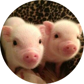 꿀꿀이  작가 image