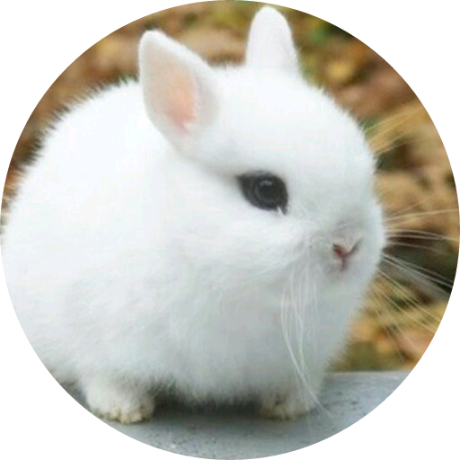 정여주 (토실이)  image