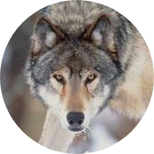 늑대 image