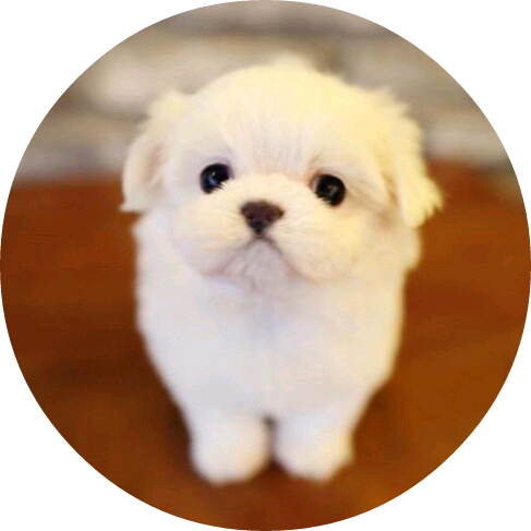 강아지 (여주) image