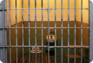 [Kontes 2] Pelarian dari Penjara thumbnail