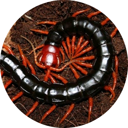 제니(다크센터피드) image