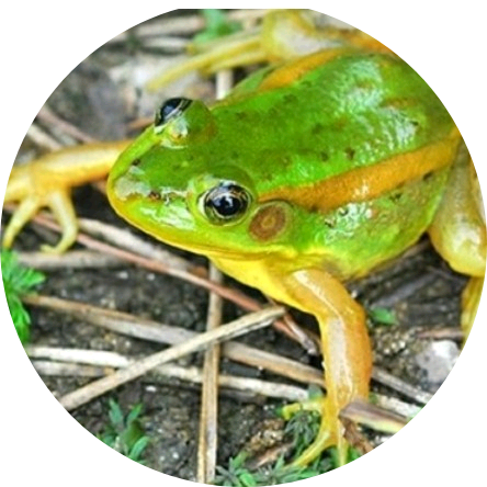 김민주(금개구리) image