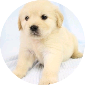 안유진(강아지) image