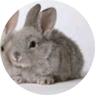 장원영(토끼) image