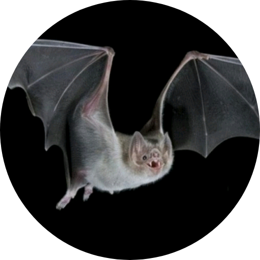 뷔(bat) image