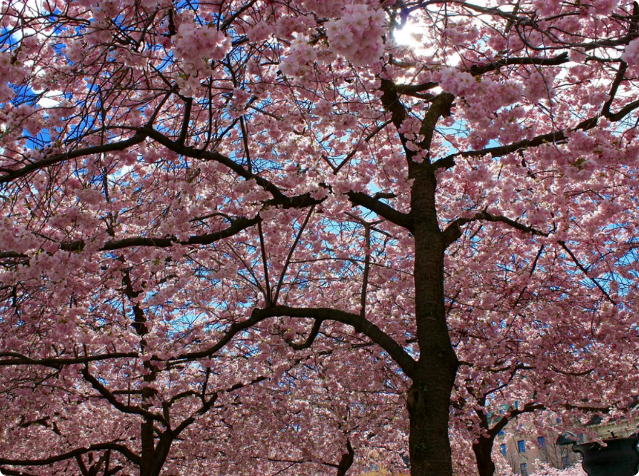 Hanahaki disease, thumbnail