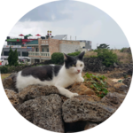 gge8704 profile image