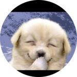 개죽이 profile image