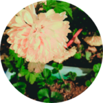 새싹둥이 profile image