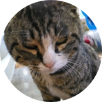 트둥이냥 profile image