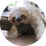 나무늘보 profile image