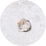 도담여울 profile image