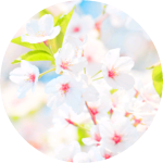 벚꽃엔은예전구구단갓세정임착각놉 profile image