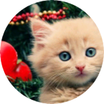 냥냥이들 profile image