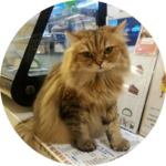 션초일 profile image