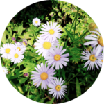 아니랑께's profile image