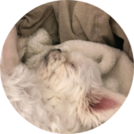 뷔가내려 profile image