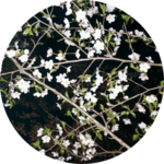 무린V profile image