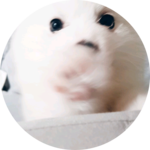 귀염울둥이 profile image