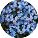 파란물망초 profile image