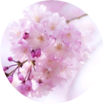 08김채원08 profile image