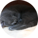 백담 profile image