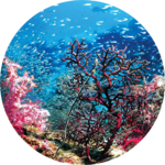 심해산호 profile image