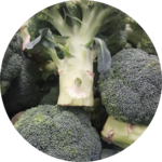 침침보라콜리 profile image