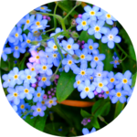 myosotis profile image