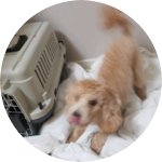 붤자까 profile image