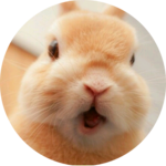 토시토갱이 profile image