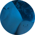 가오리자까's profile image