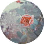 goldinlove1178 profile image