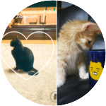 가을작가 profile image