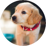 ☆멍뭉스를그누구보다더사랑하는멍뭉스자까 profile image