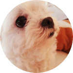 이월댕 profile image