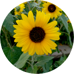 eborn1 profile image