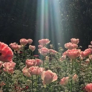 뜨즈PURPLE profile image